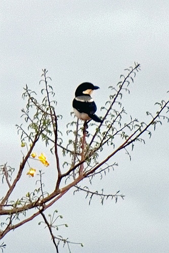 Kenia (409)